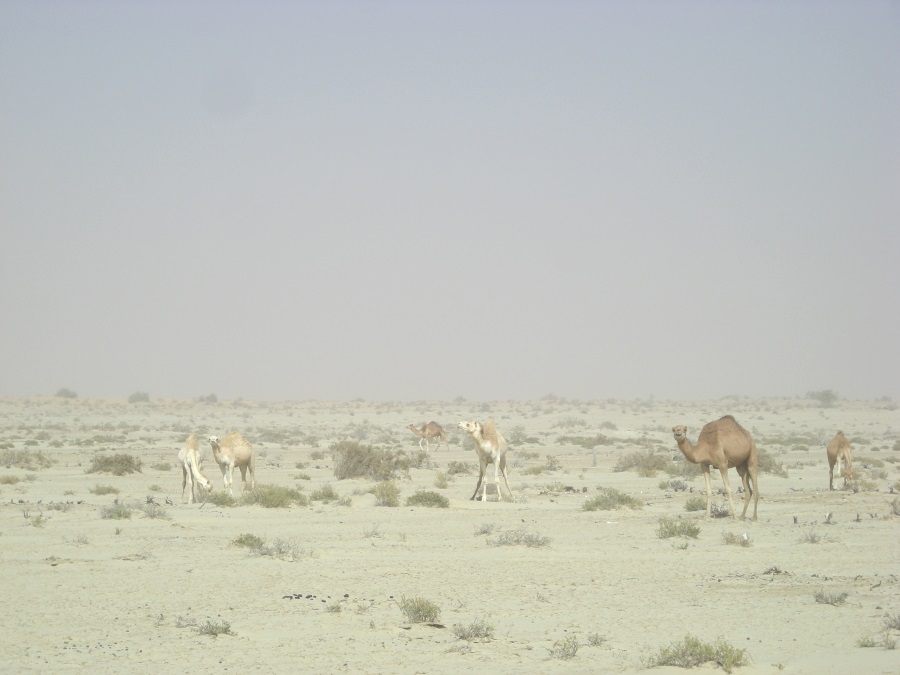 砂漠化進行の原因は過耕作 過放牧 過伐採 西アフリカ 旅と地理