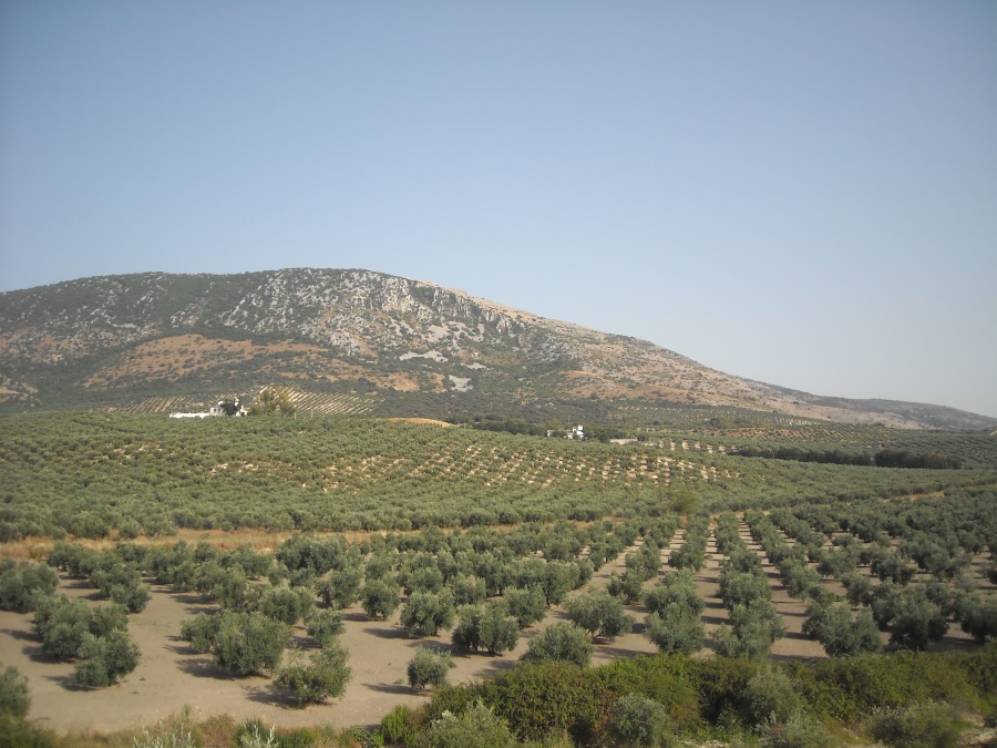 オリーブやブドウなどを栽培する地中海式農業 モロッコやスペインの写真で紹介 旅と地理
