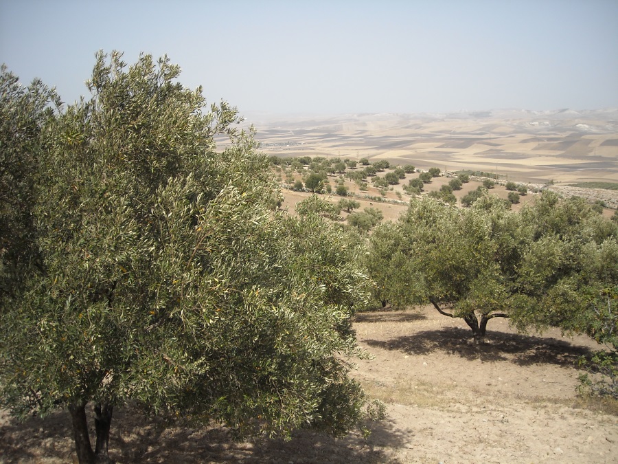 オリーブやブドウなどを栽培する地中海式農業 モロッコやスペインの写真で紹介 旅と地理